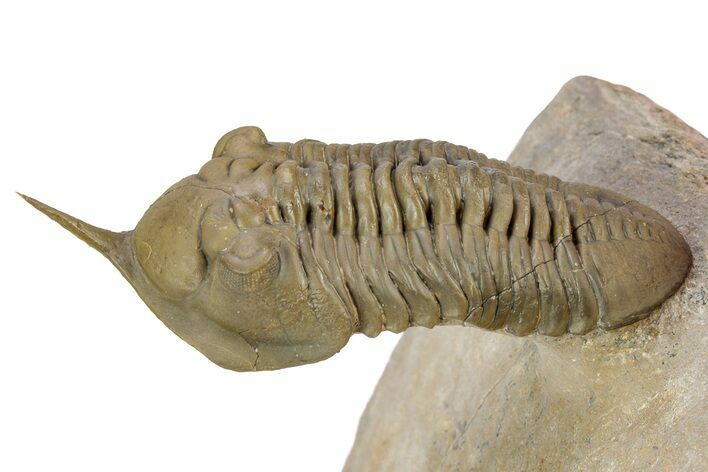 Morocconites Trilobite Fossil - Multi-Toned Shell Coloration #339441